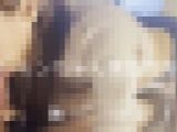 グラビアモデルで面接に来たレモンちゃんと実践面接！！