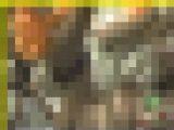 2497／「蒐集撮り・チアーでいこう（11）」
